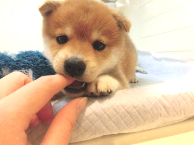 新年初！！発寒店オススメわんこ☆☆