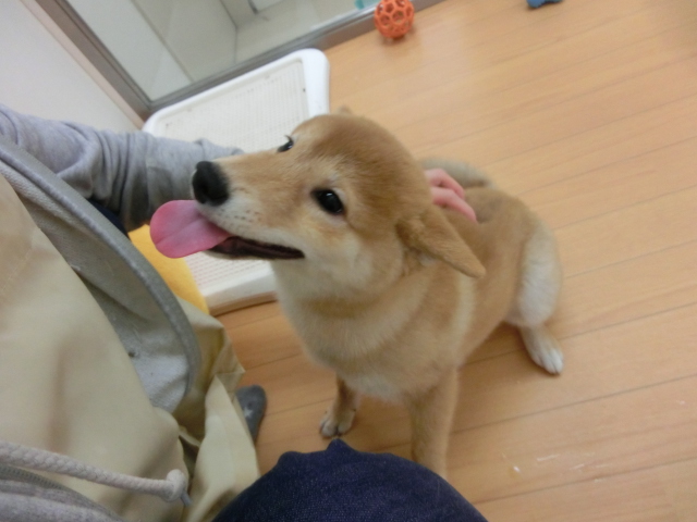 しーちゃん初めてのお散歩☆