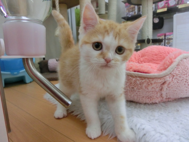 お久しぶりのスコにゃん☆　１月２３日　ニュートロサンプリングのお知らせ　☆明日トリミングに空きがございます