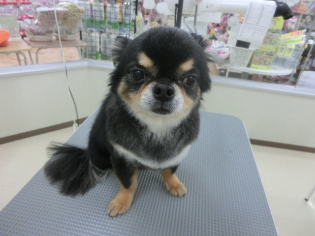☆チワワのハリーちゃん☆ 明日のトリミング状況