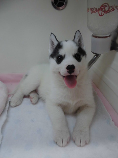 お知らせしますヾ(・ω・ )