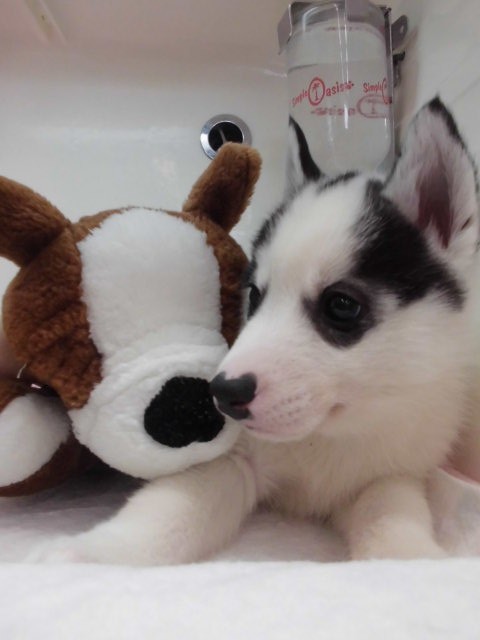 新年度おススメ犬発表！！