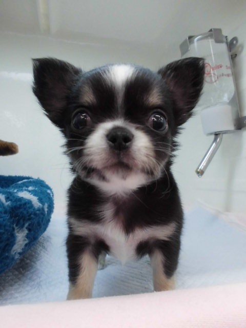 新☆苫小牧オススメ犬、ギョロ太ヽ(•◎ω◎• )