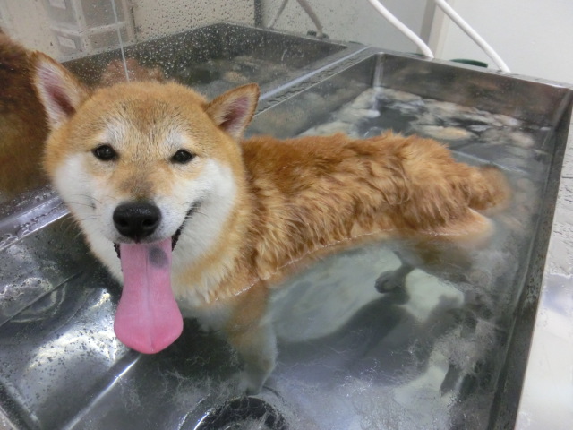 ☆本日のトリミング☆