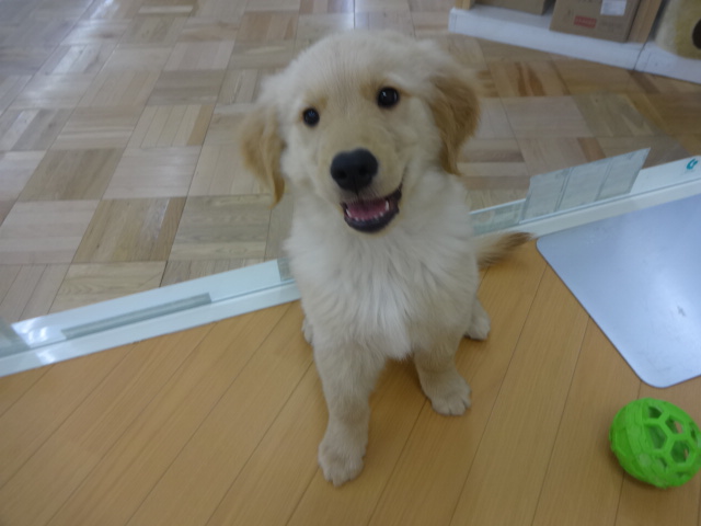 ☆　新年！五郎丸！　☆