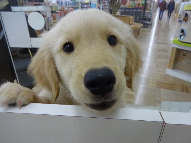 ☆　五郎丸旅立ちの巻　☆