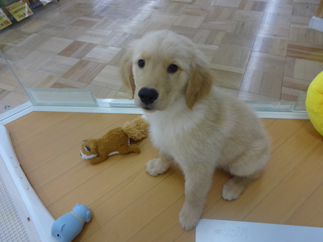 ☆　五郎丸！シャンプーの巻！　☆