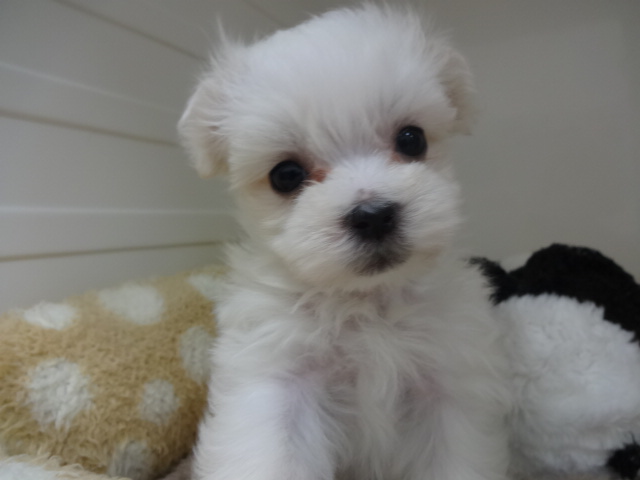 ☆　ＮＥＷ　おすすめ犬誕生！　☆