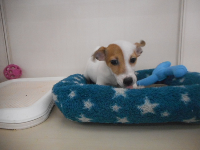 ぷりお君お引っ越しのお知らせ