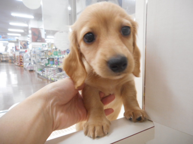 だっきゅん登場～❤❤❤