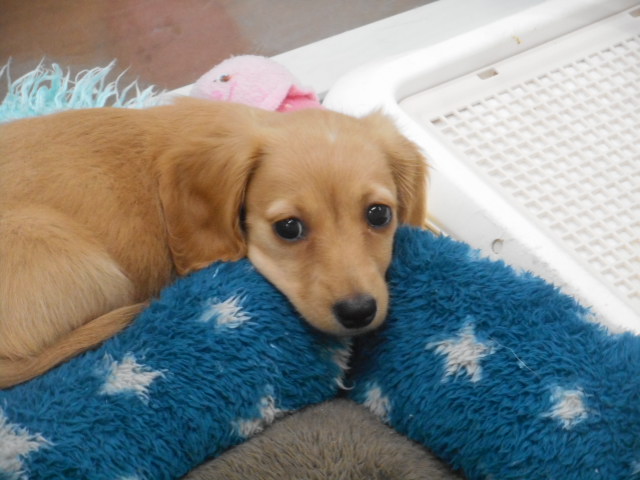 ❤なでなで大好き❤