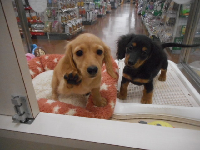 ❤仲良しだっきゅん❤