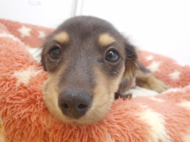 パグちゃん、家族が決まりました～★