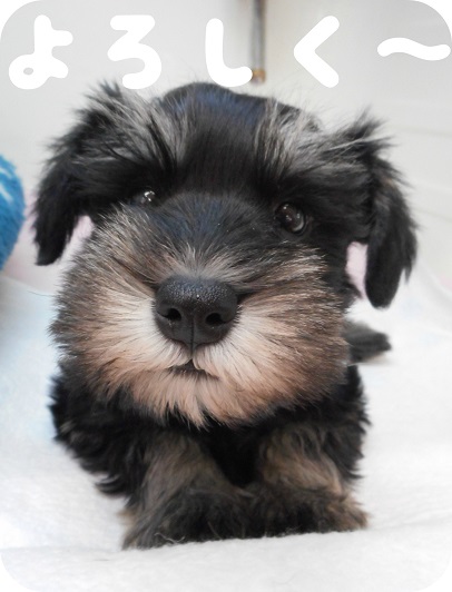 ☆シュナツムツム。。？？？☆