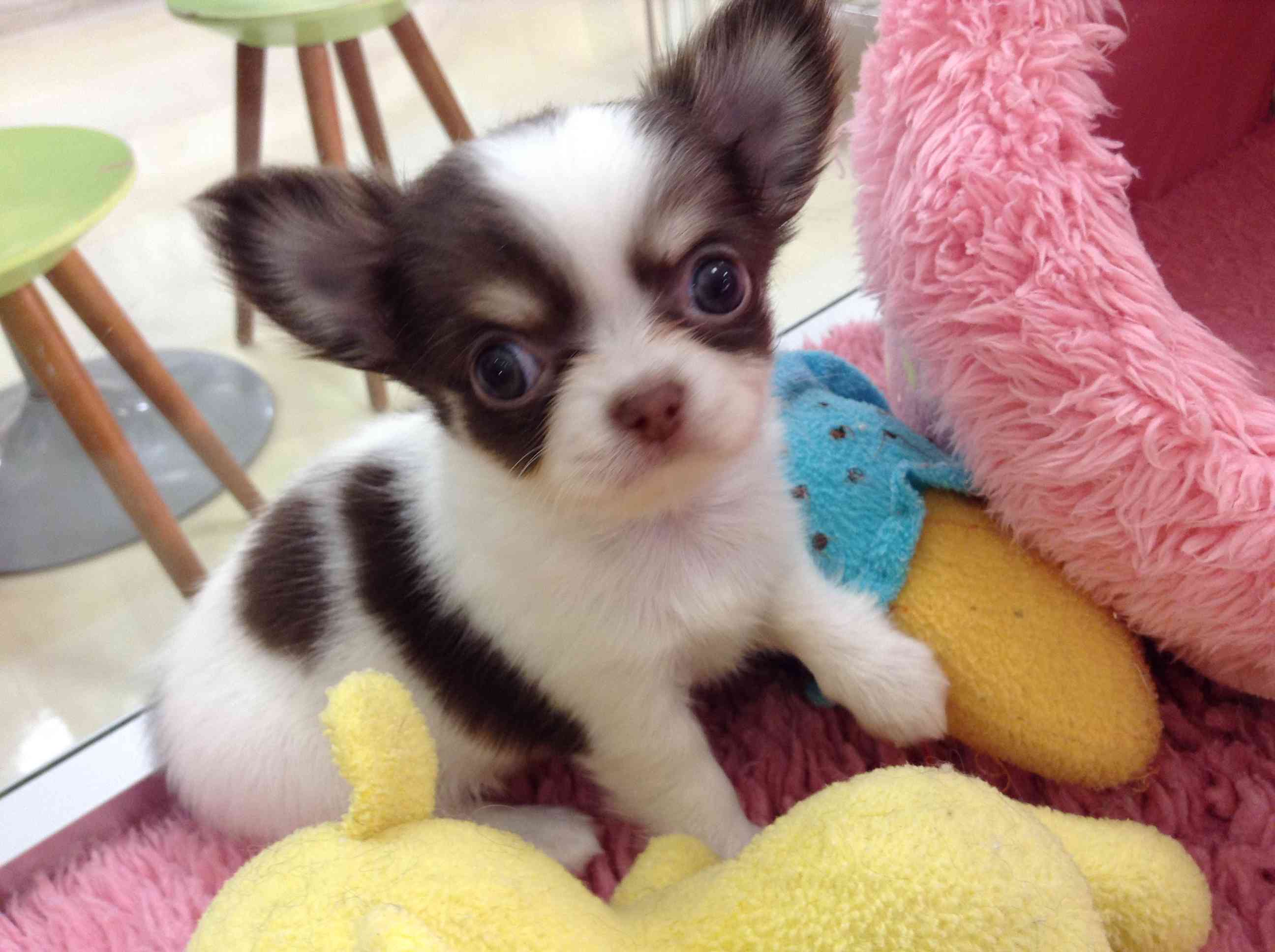 ☆お家が決まりました☆