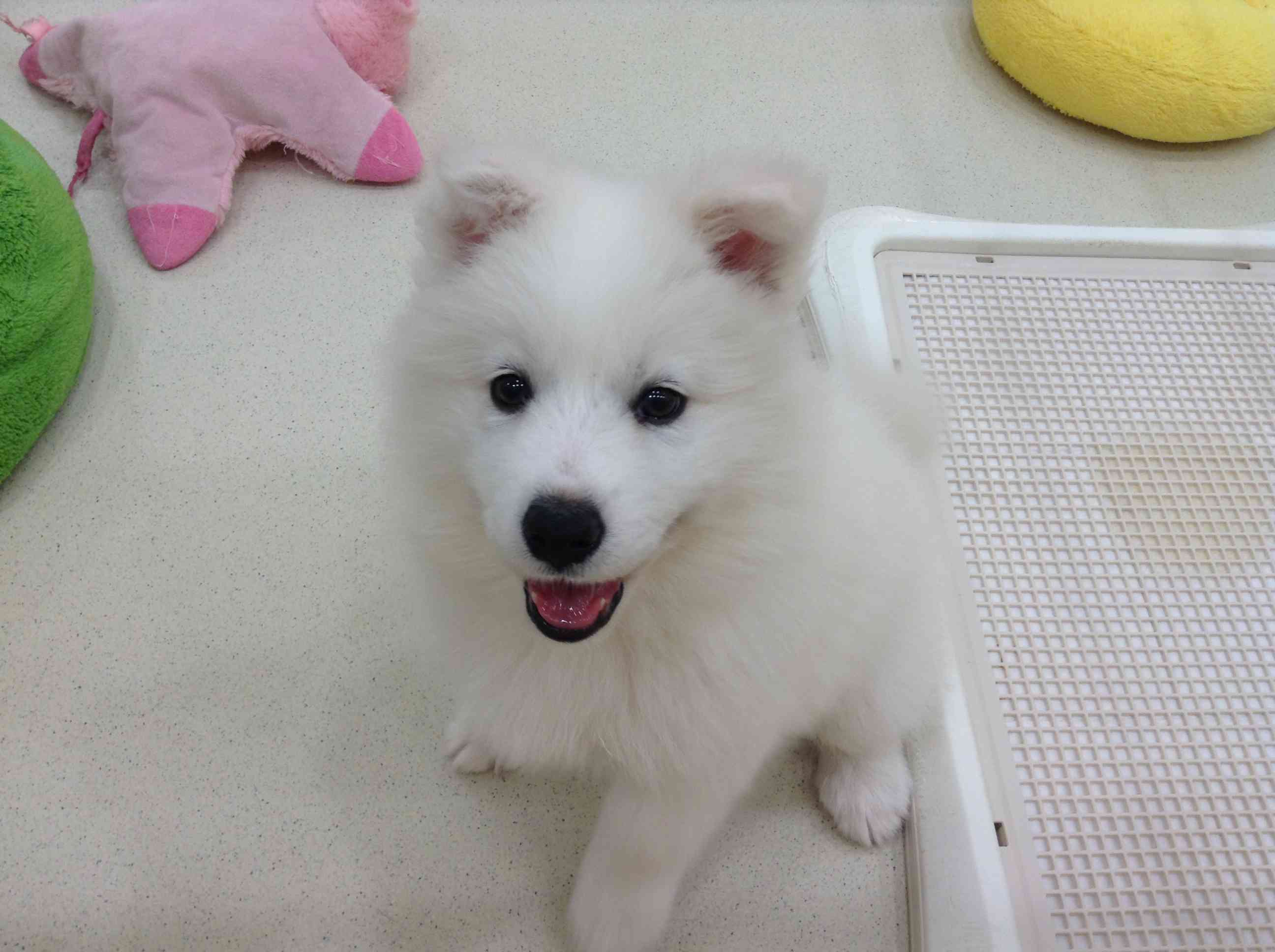 ☆サモちゃんワールド☆