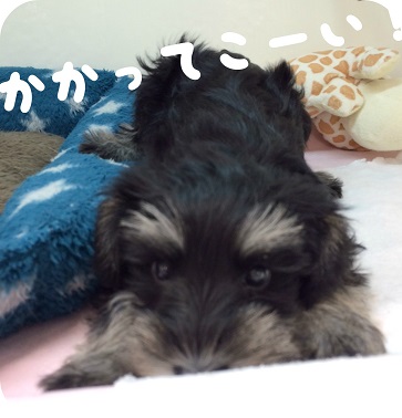 ★かかってこーい！ヾ(*｀Д´*)ﾉ★