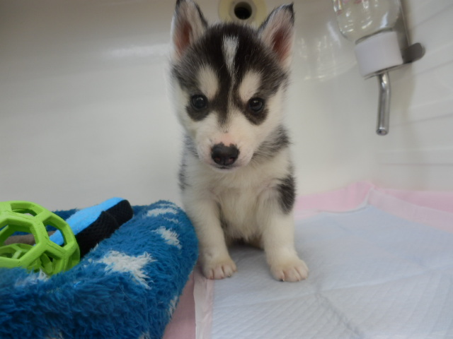 にゅーおすすめ犬！！