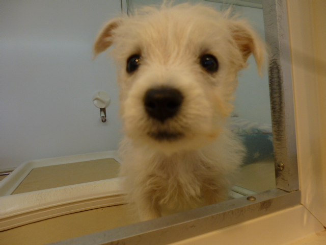 ☆おすすめワンコ担当決まりました～!!☆