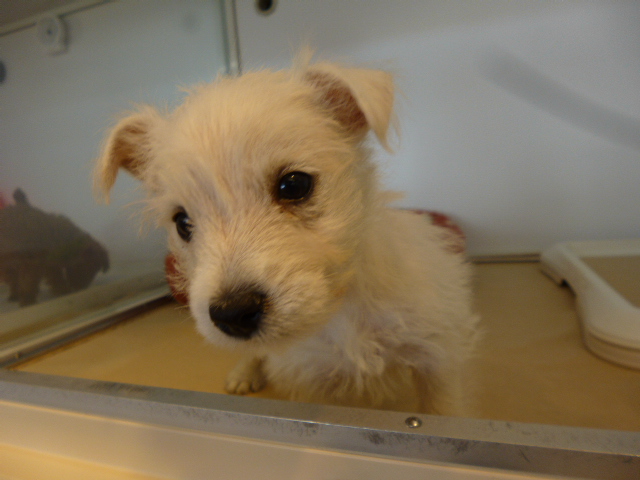 ☆ちょろまつなウェスティちゃん(笑)☆