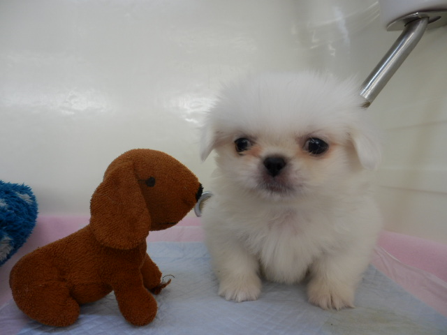 お家が決まりましたーヾ(o´∀`o)ﾉ