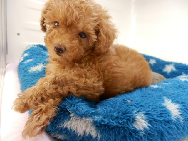 にゅーおすすめ犬発表！！