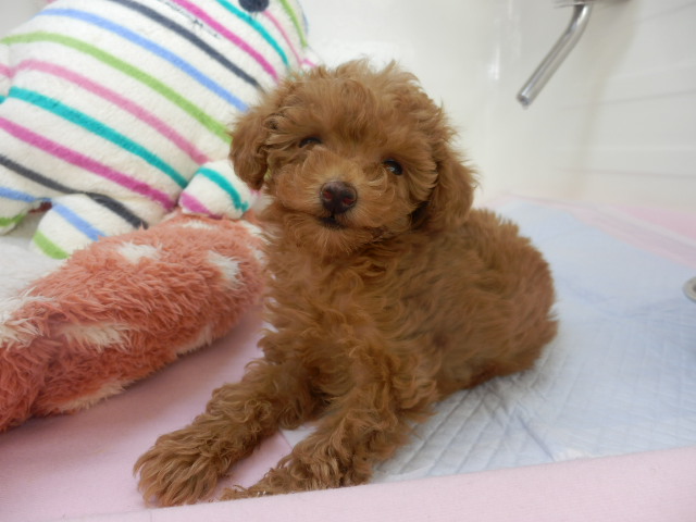 こつぶちゃんからお知らせ☆彡