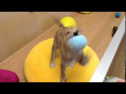 しばっちの特技＼(◎o◎)／！～動画です