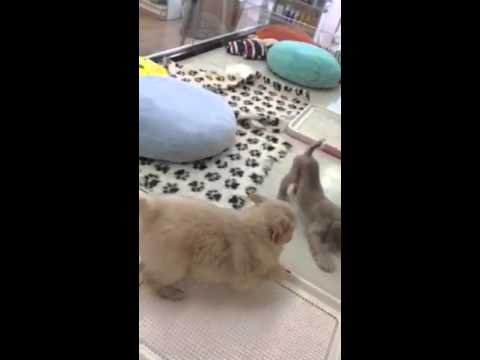 ☆パワフルゴルちゃん登場！☆