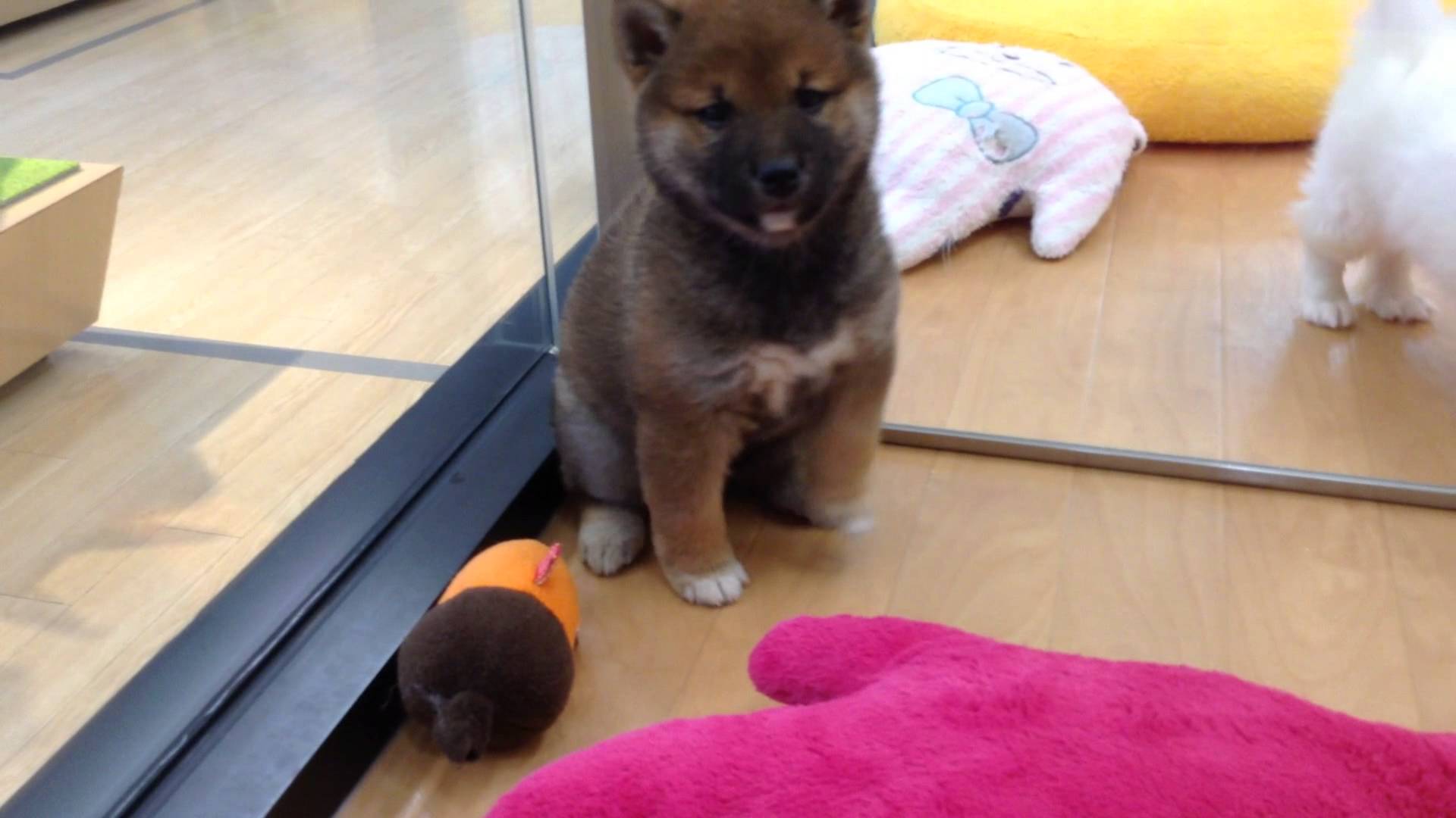 私のお気にちゃん(^○^)動画バージョン！