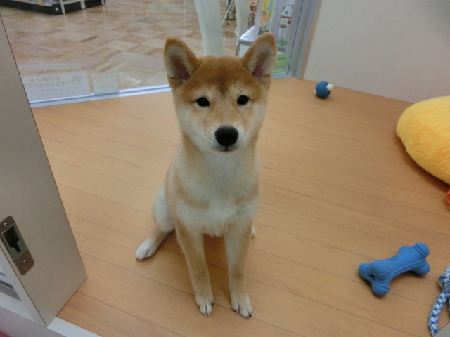 オススメ犬しーちゃんからご報告・・・・