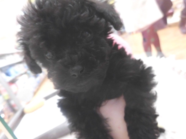 よちよちプーたん(*^_^*)