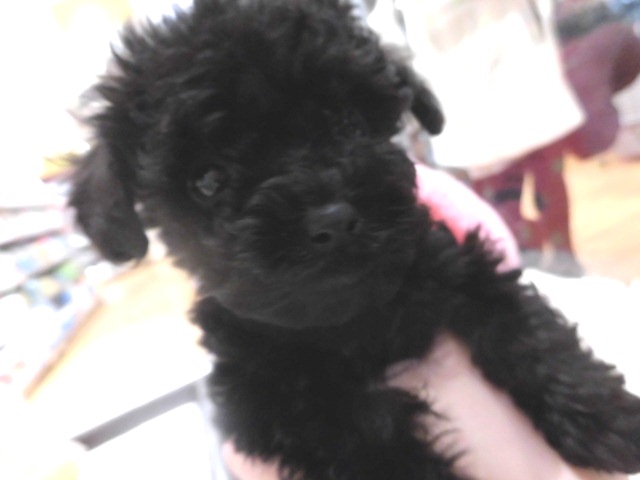 プーたんお家が決まりました(*^^)v