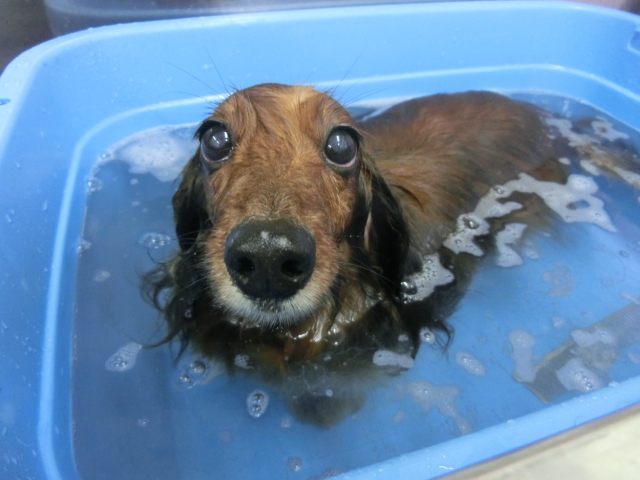 らんちゃん☆ちびちゃん