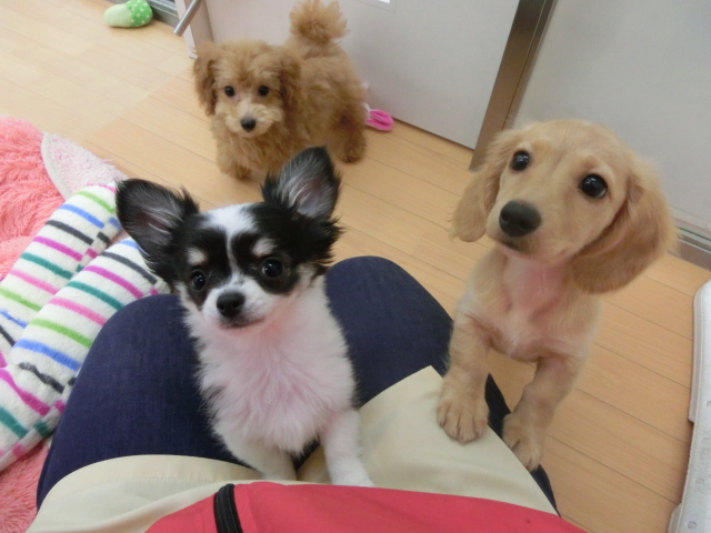 仲良し３人組　☆　コロちゃん　☆　明日のトリミング状況