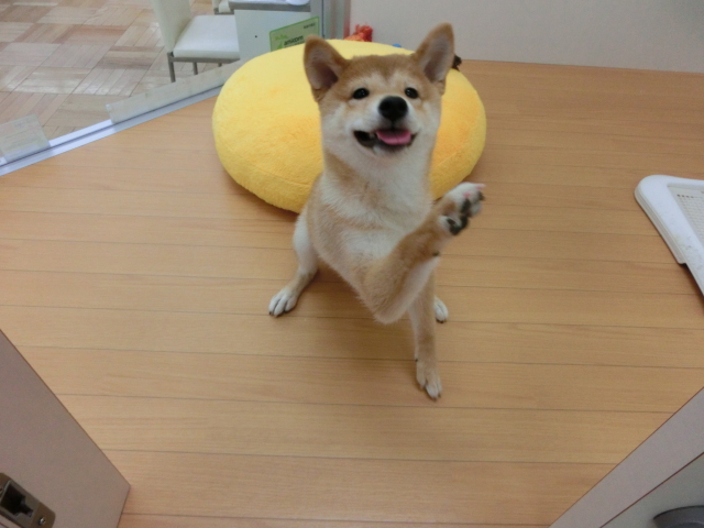 ♪お散歩の練習　第２弾♪