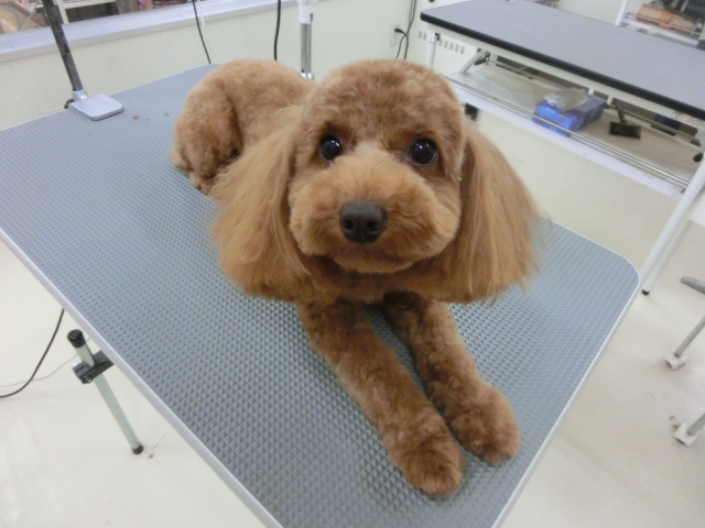 ♪モカちゃんのトリミング♫VALENTINE FESTAの告知