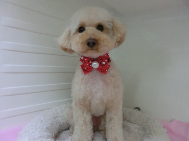 ☆マロンちゃん　トリミング☆