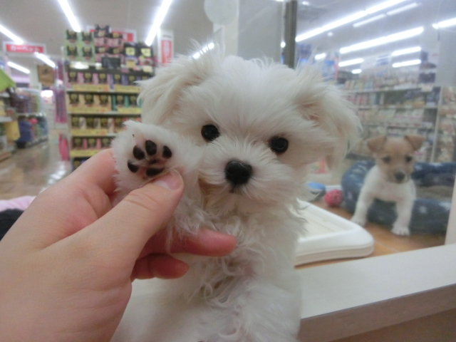 ♪NEWオススメ犬発表♪