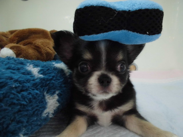 お久しぶりなギョロ太クン( ಠωಠ)