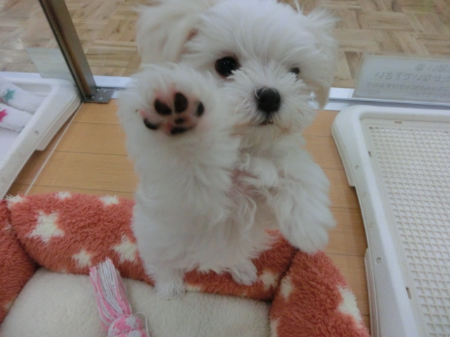 ♪まるちゃん今日も元気です♪