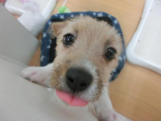 WEBクーポンの再告知ですー