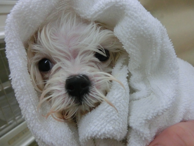 ☆まるちゃん　シャンプーDAY☆