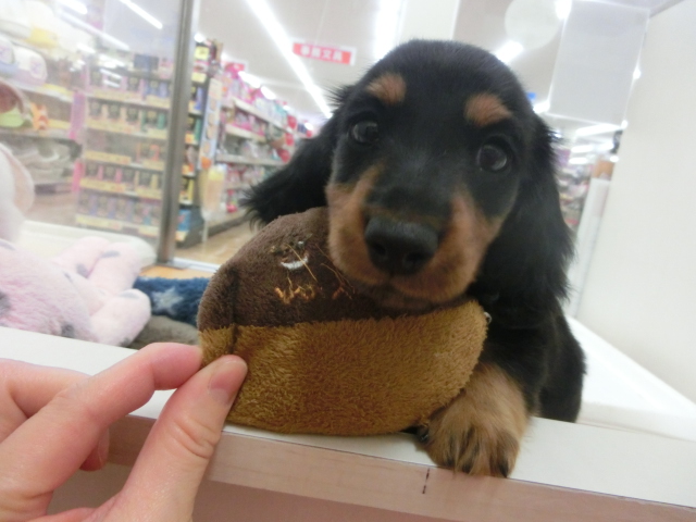 ☆新人さんいらっしゃーい　　本日トリミングに空きがございます☆