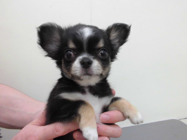 ギョロ太君のテンション！