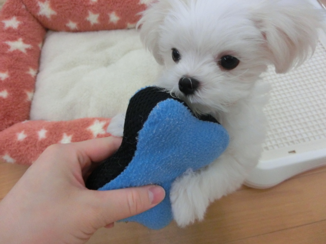 ♪まるちゃん写真集♪