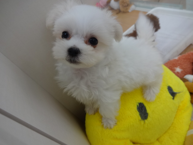 ☆　マルくんについて　☆