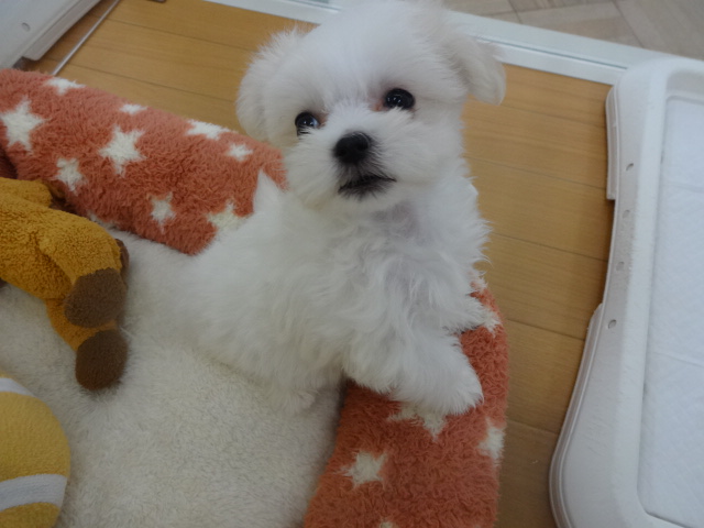 ☆　マーティンが・・・・・　☆