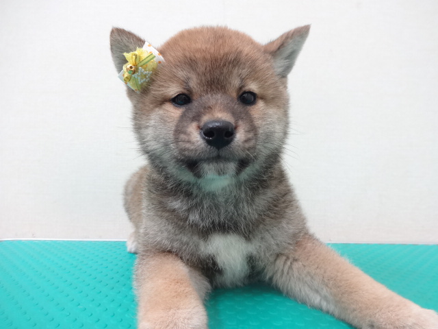 ☆　ちゃんしー登場の巻ぃ～　☆