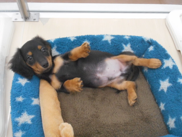 ☆だっきゅんお引っ越し☆